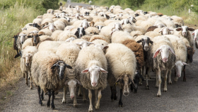 Испанский город заполонили тысячи овец
